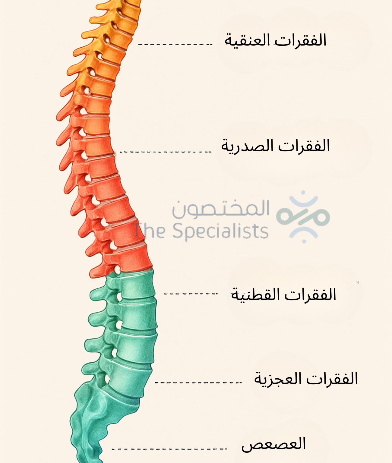 ‏جراحة العمود الفقري دقة التقنية للوصول لأفضل النتائج